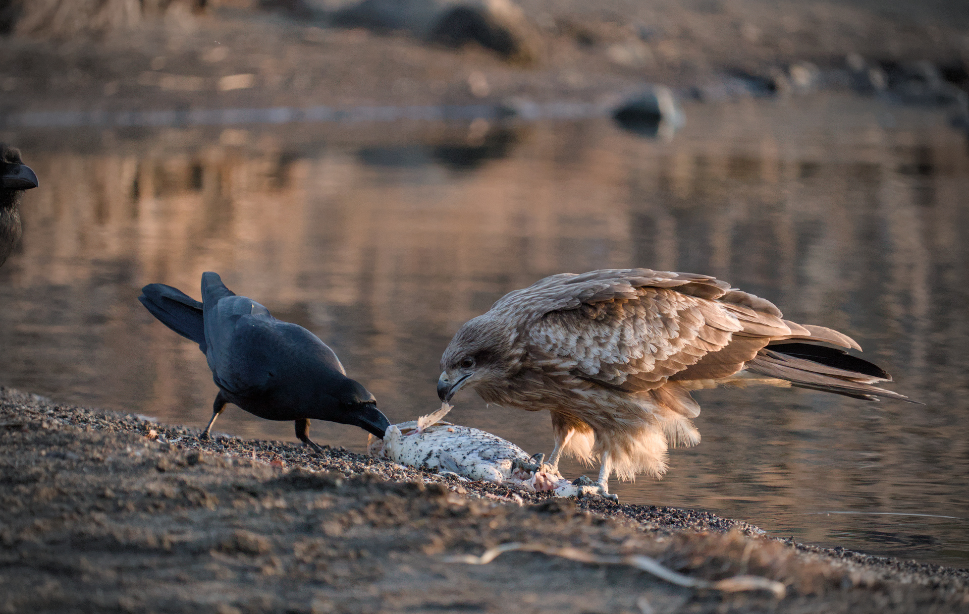 Hawk and raven pecking at a dead fish on the edge of a beach during sunset.